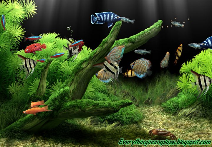 free download dream aquarium full version crack